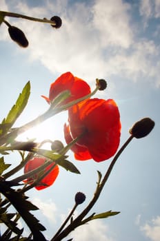 Poppies to the sky