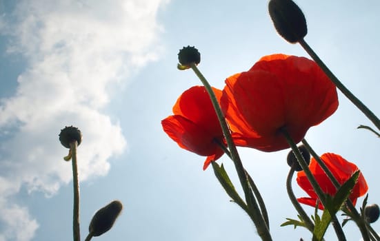 Poppies to the sky
