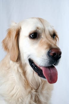 Golden Retriever Portrait