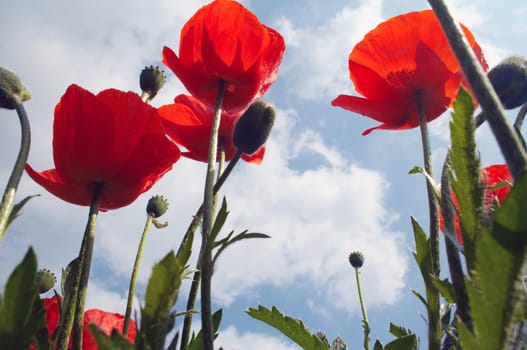Poppies to the sky