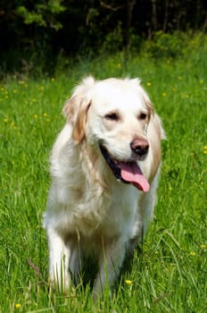 Golden Retriever in meadow