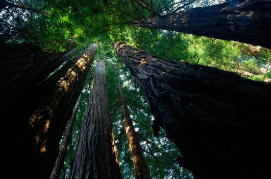 Mammoth trees