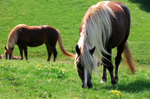 Horses