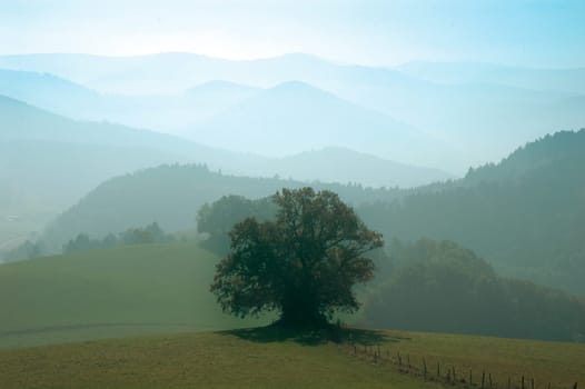 Tree with mounds