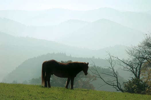 Horse with hills