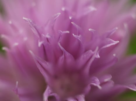 Chives blossom