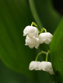 Lily of the valley