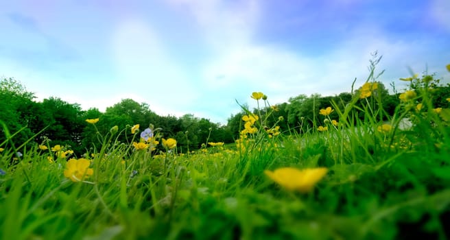 Spring meadow