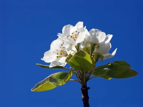 Apple blossom