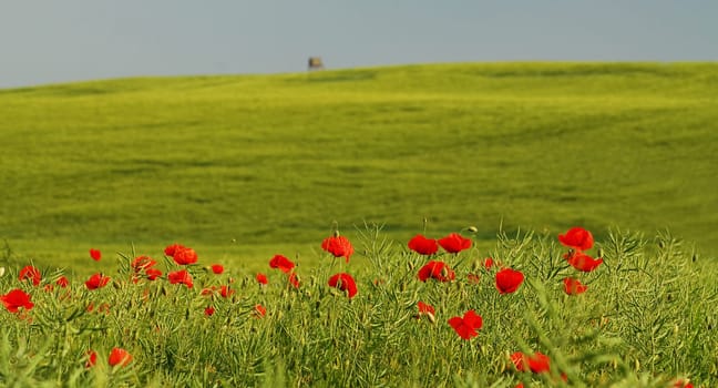Since there is a heavy thunderstorm here at the moment,here is a memory from yesterday...! The poppies will probably be over for now!:-)