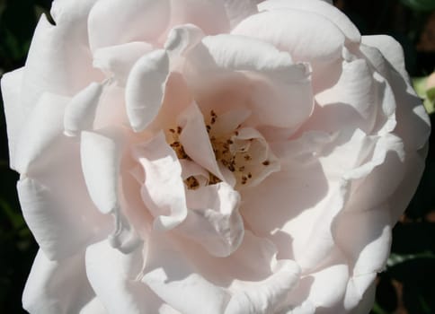 White wild rose