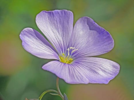 Linum perenne (Perennial flax)