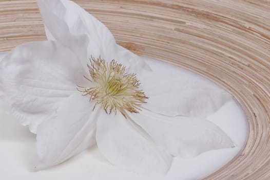 White clematis flower