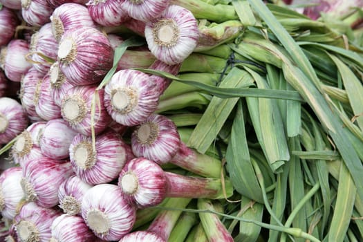 Garlic