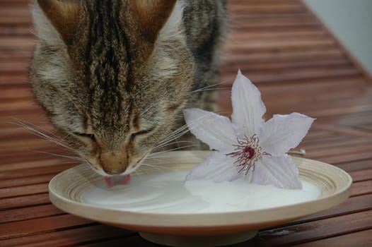 Cat milk