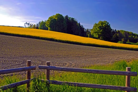 Of course,rapeseed has now also faded here in Switzerland. But at the rapeseed time there were already so many rapeseed pictures - mine would certainly have gone down :-) I hope you don't get too tired of yellow yet :-)