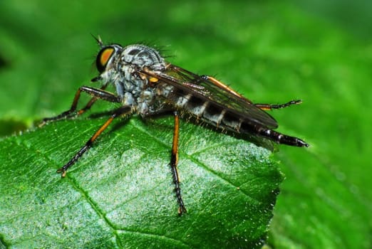 Unfortunately I could not determine this species exactly,maybe one of you knows it