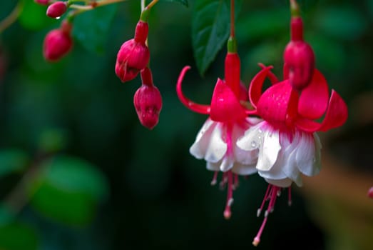 The Fuchsia Ballet