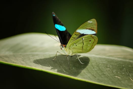 small moth