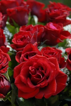 Roses