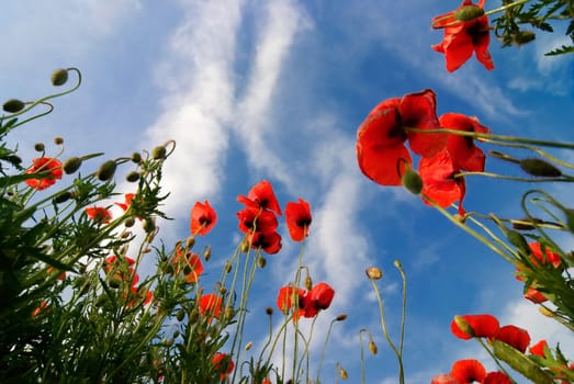 Poppy field from a frog's perspective