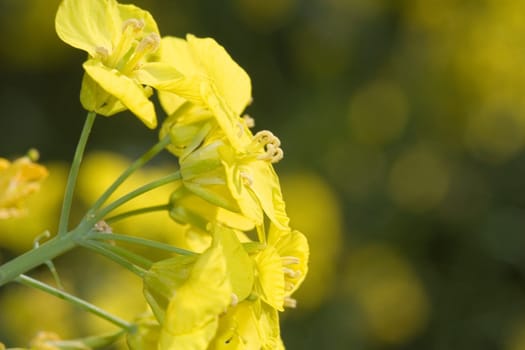 Rapeseed blossom