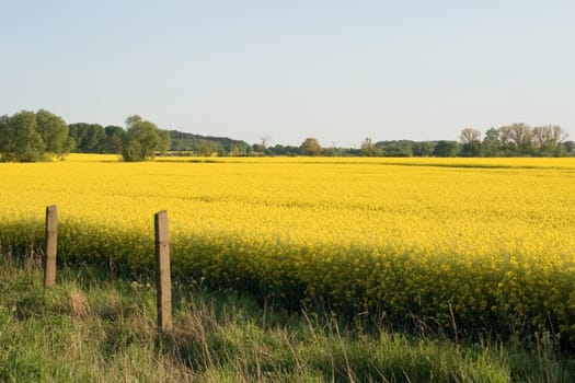 Rapeseed field edge
