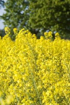 Rapeseed and trees