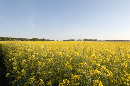 Rapeseed Field Width
