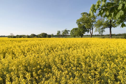 Rapeseed field with trees