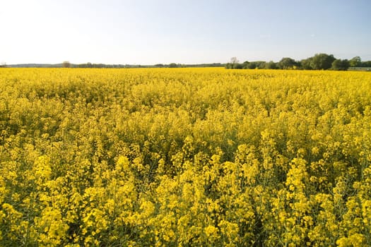 Rapeseed field with foreground
