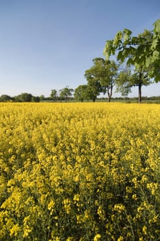 Rapeseed field portrait format