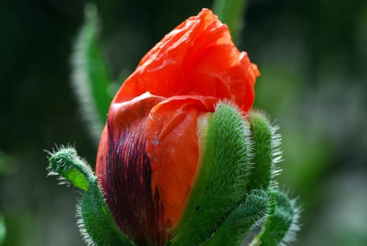 red poppy