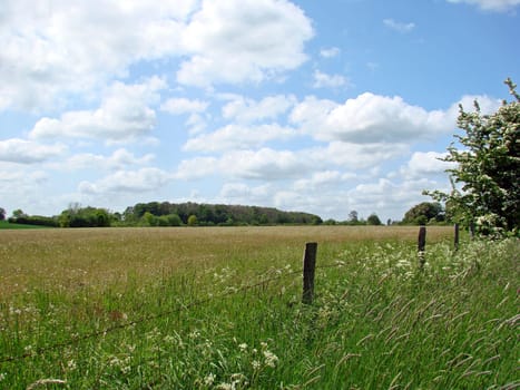 Spring meadow