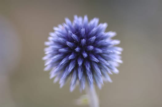 Blossom of a thistle