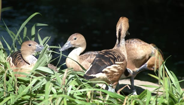 White-backed duck