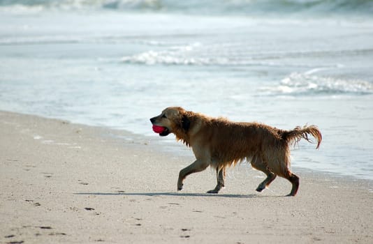 Golden Retriever