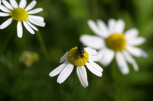 Excerpt from wikipedia: The aromatically fragrant,herbaceous plant reaches heights of about 20 to 30 centimeters. The alternate leaves are pinnately divided. The flowers are 10 to 25 mm wide and sit in flower heads at the ends of the spro