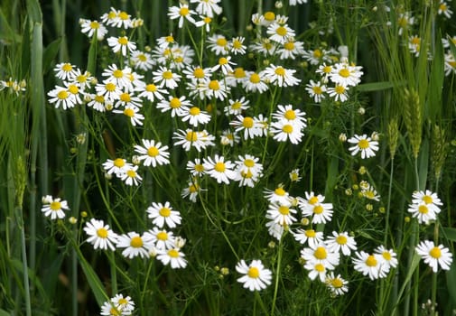 Camomile...