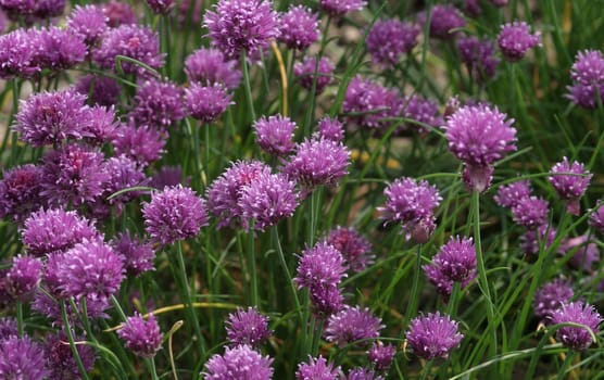 Chives....