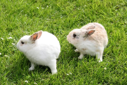 Dwarf Rabbits....