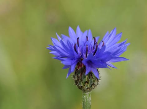Cornflower blue...