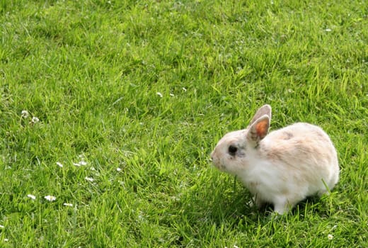 Dwarf Rabbit...