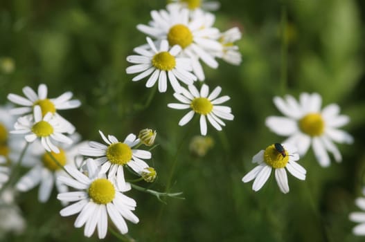 Camomile...