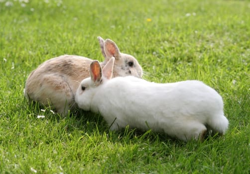 Dwarf Rabbits....