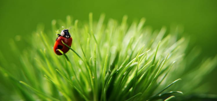 I think I've found my favorite motif: "Ladybug"" :) somehow likes the complementary contrast of red and green"