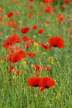 Today the poppy is crushed by the rain,but I still wish you a nice Whit Sunday with the picture....!:-)