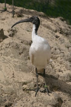 Sacred bird of the ancient Egyptians