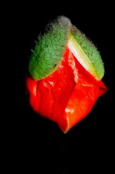 emerging flower
