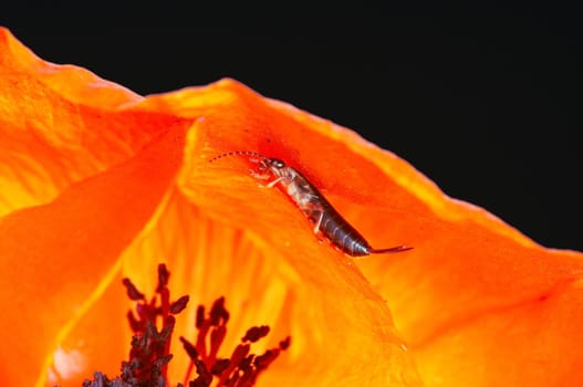 Common earwig on poppy blossom